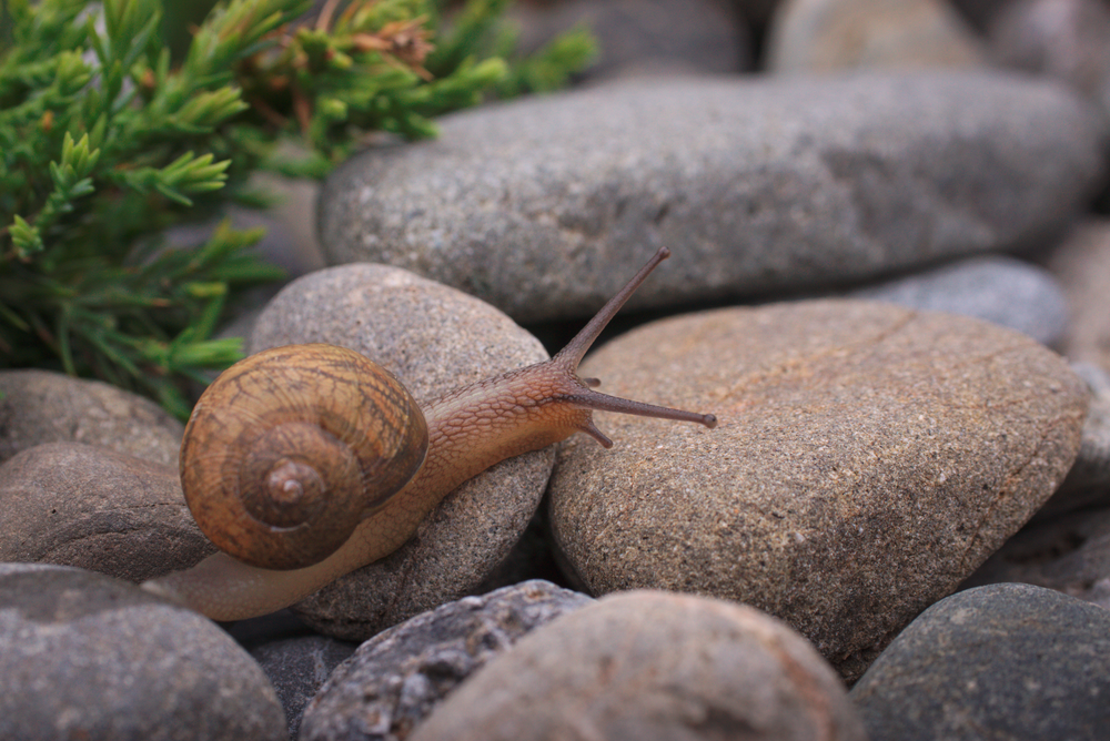 Snail 5