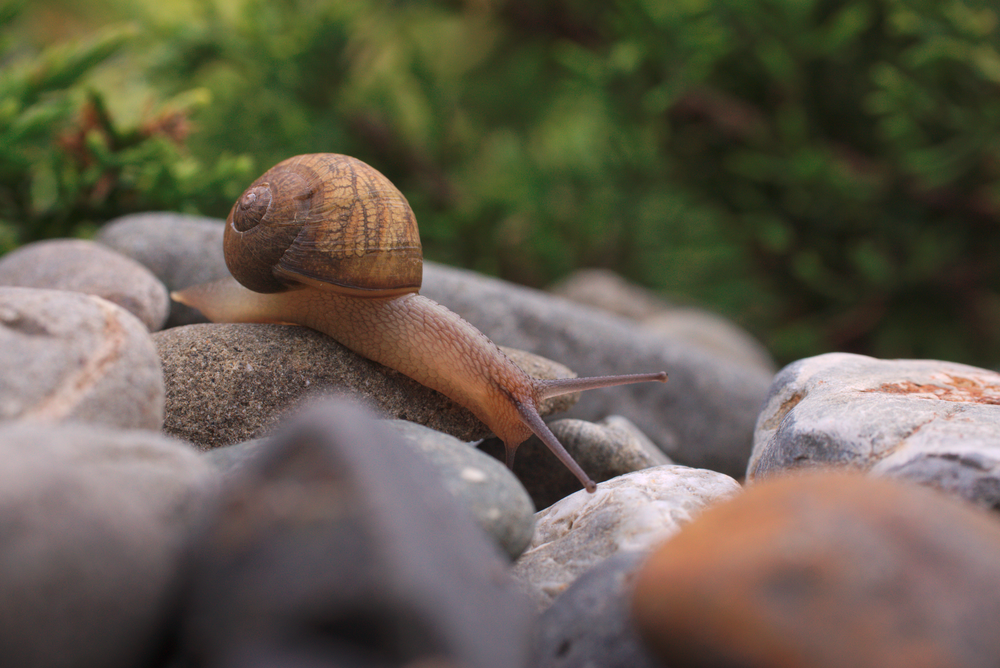 Snail 7