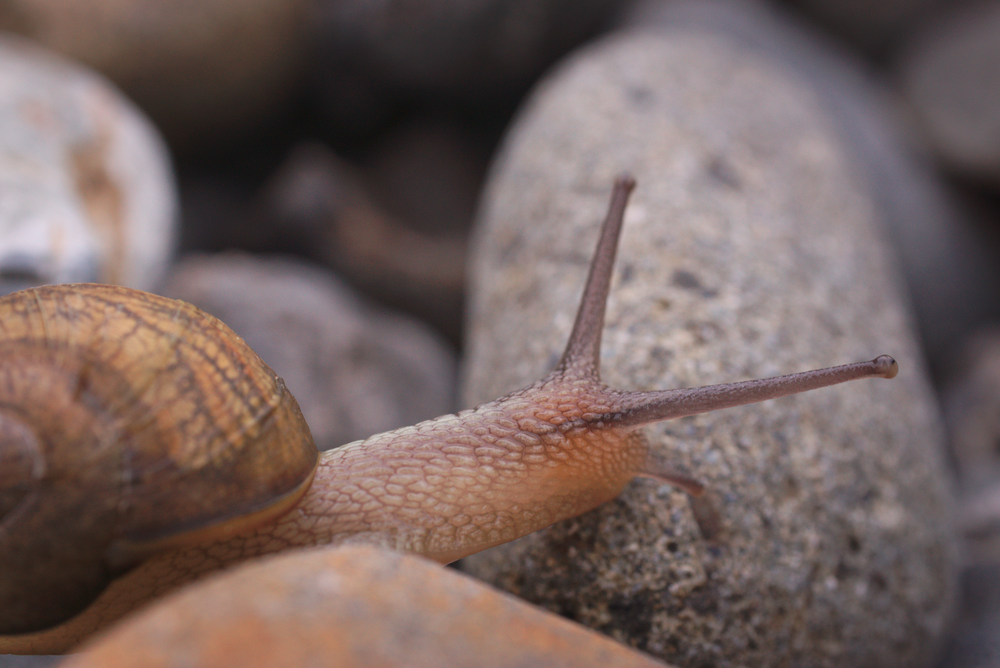 Snail 9