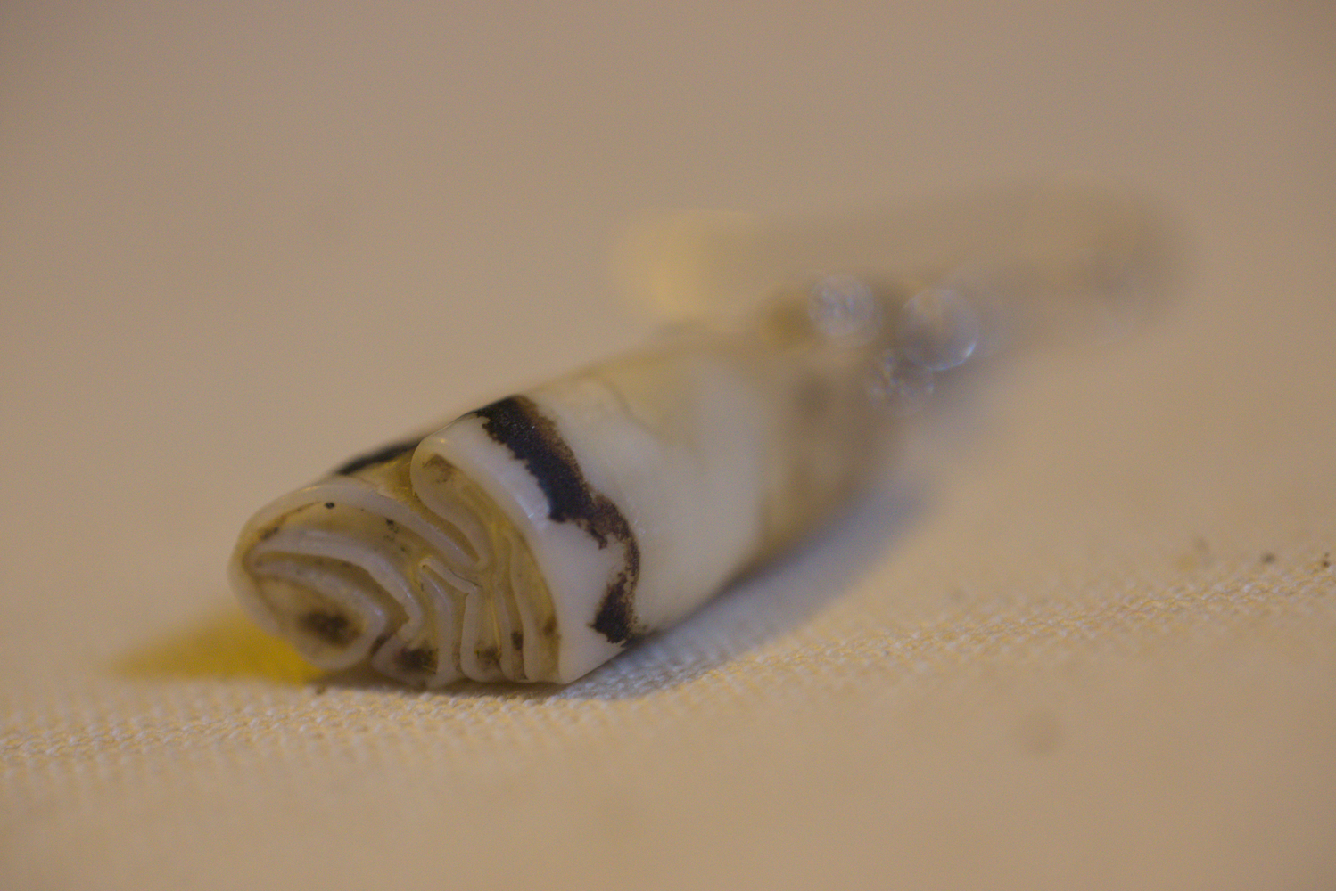 Tooth02